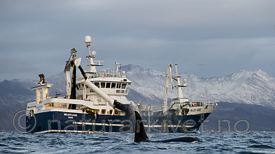 BB 15 0618 / Orcinus orca / Spekkhogger